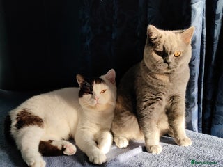 British Shorthair cats GCCF CH lines. Beautiful boy(odd eyes) and girl. - Advert 16