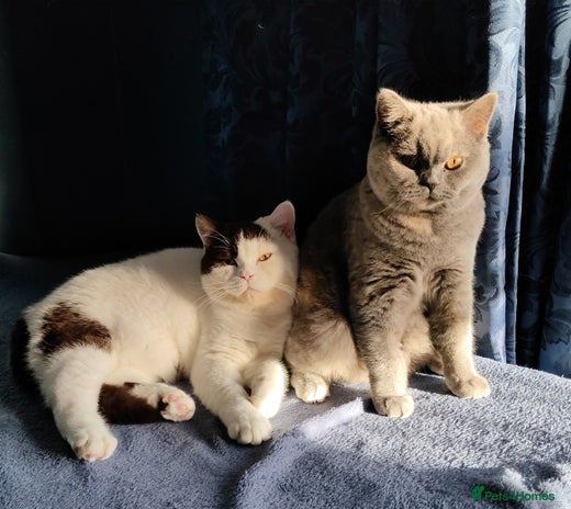 British Shorthair cats - Advert 12