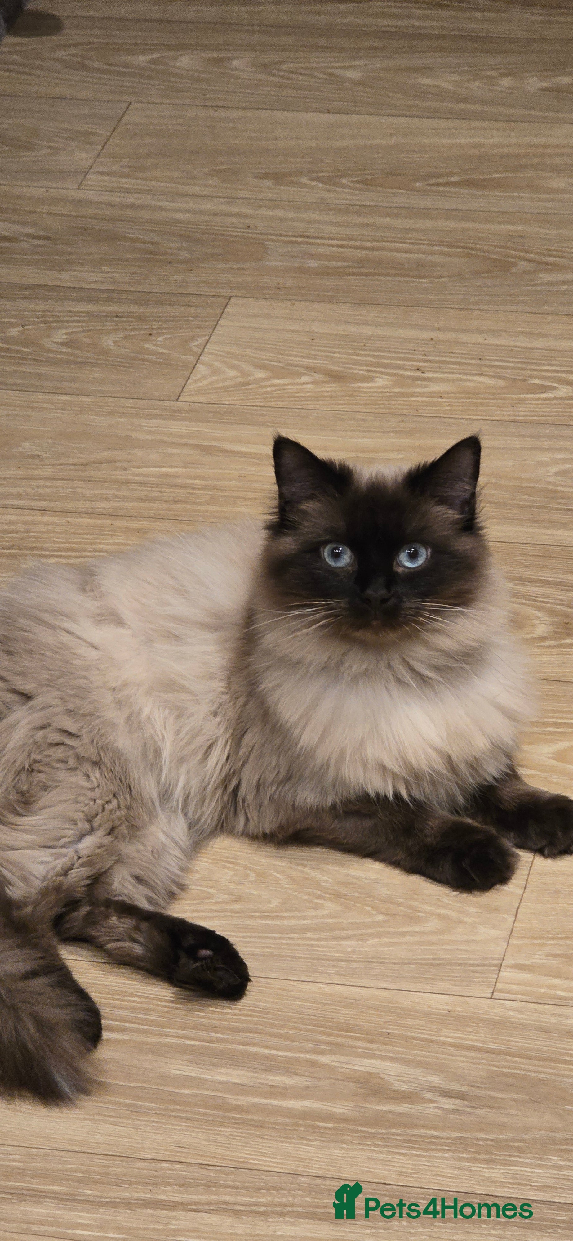 Ragdoll cats Ragdoll stud available - Advert 12