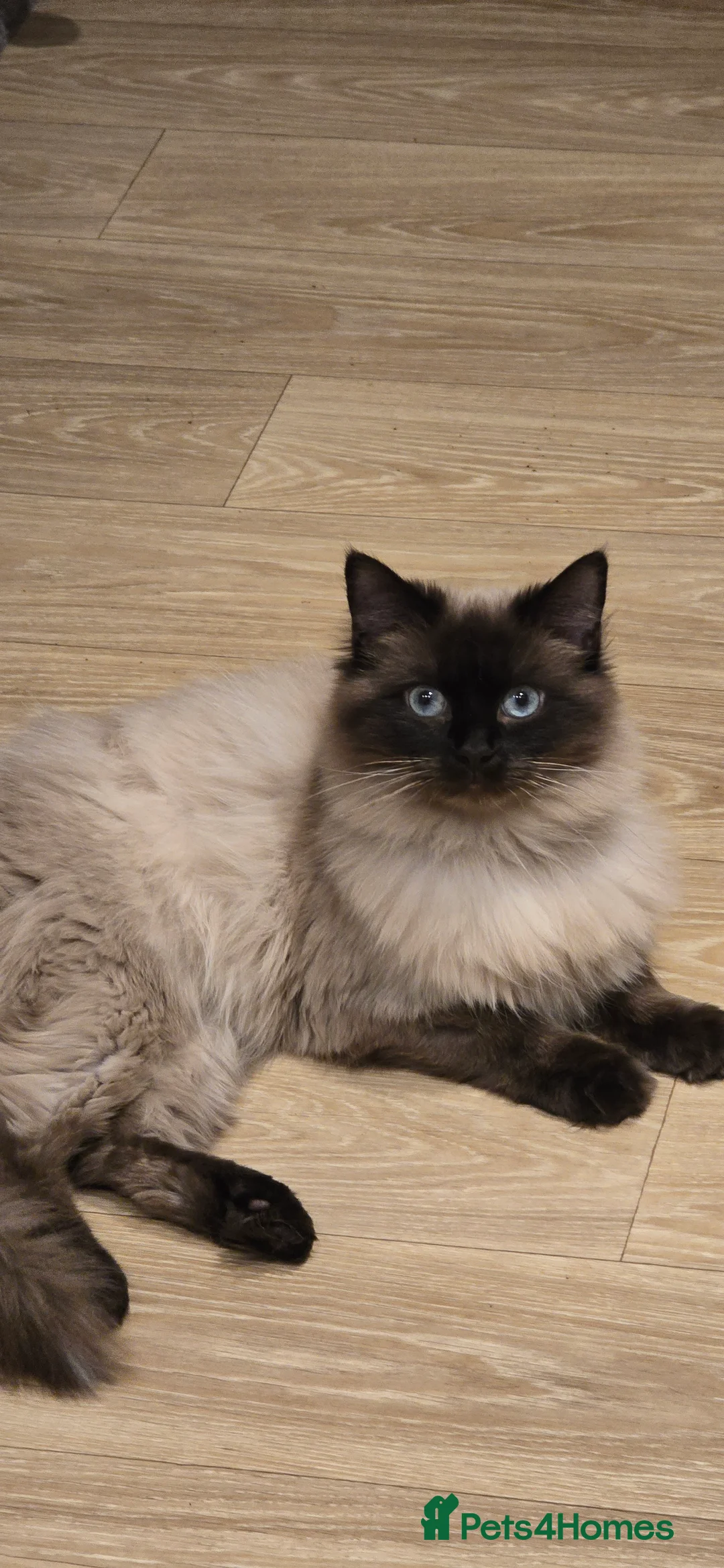 Ragdoll cats for stud: Ragdoll stud available - Advert 1