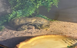 Gecko reptiles for sale: Leopard gecko and full set up - Image 4