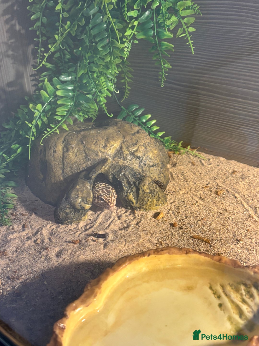 Gecko reptiles for sale: Leopard gecko and full set up - Image 4