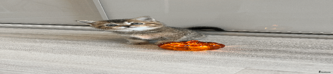 Scottish Straight Boy