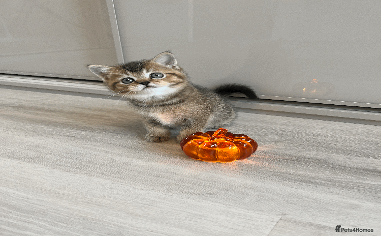 Scottish Fold cats - Advert 1