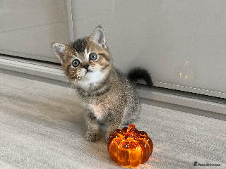 Scottish Fold cats - Advert 1