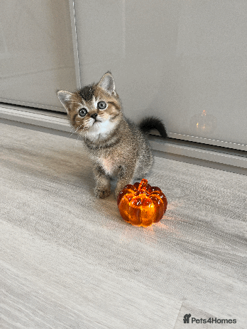 Scottish Fold cats - Advert 1