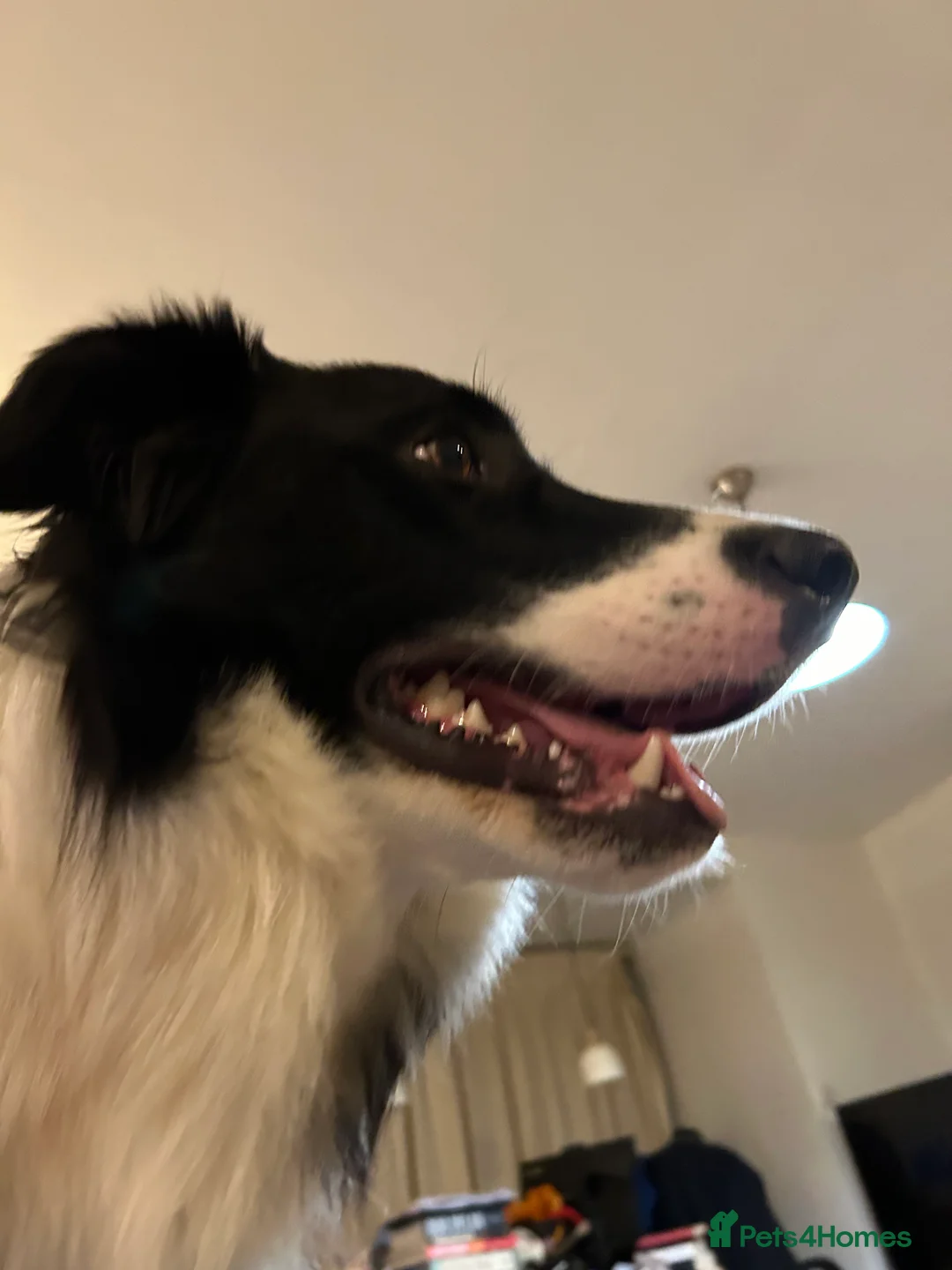 Border Collie dogs for stud: Beautiful Pedigree Stud Border Collie for breeding in Isleworth - Advert 2