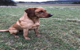 Labrador Retriever dogs for sale: Stunning KC Registered FoxRed/Black Labrador Pups  - Image 26