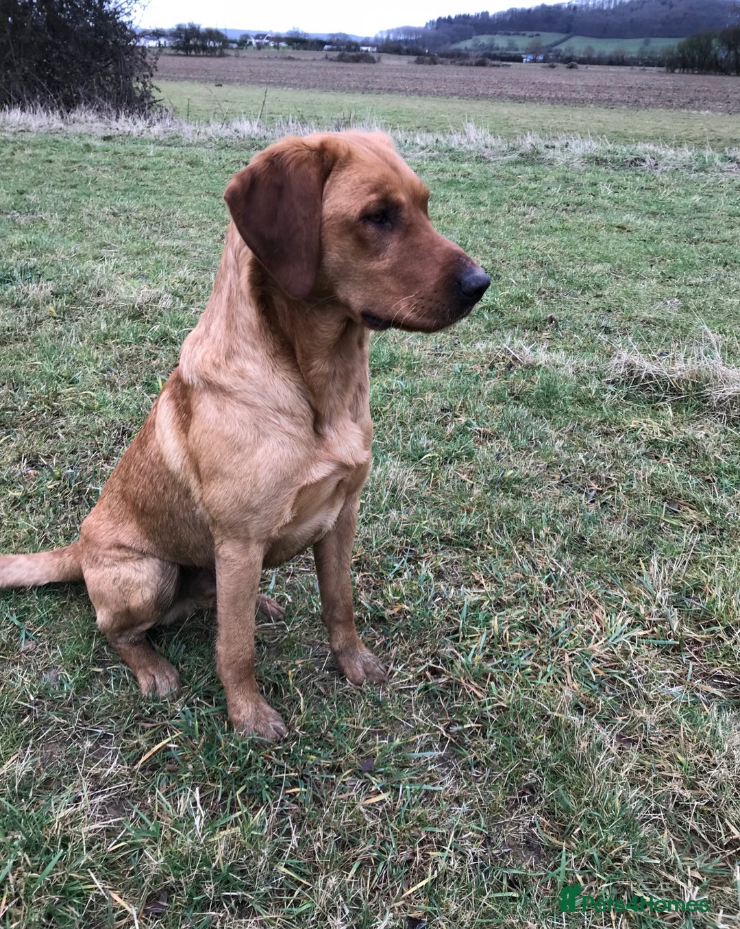 Labrador Retriever dogs for sale: Stunning KC Registered FoxRed/Black Labrador Pups  - Image 26