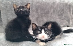 Mixed Breed cats for sale: 3 beautiful tux and black kittens for sale  - Image 14