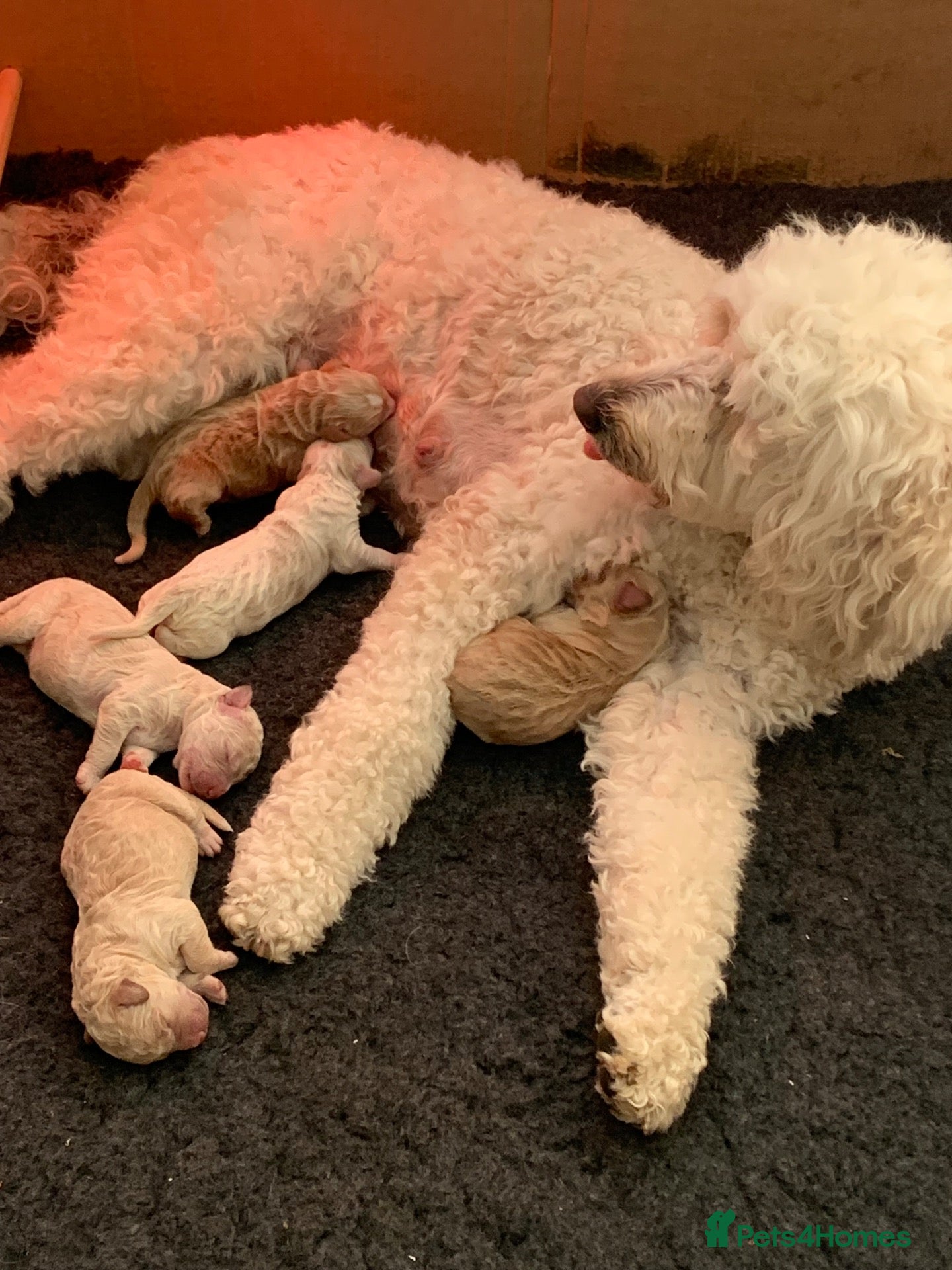 Goldendoodle dogs Polar expecting her puppies end September - Advert 11