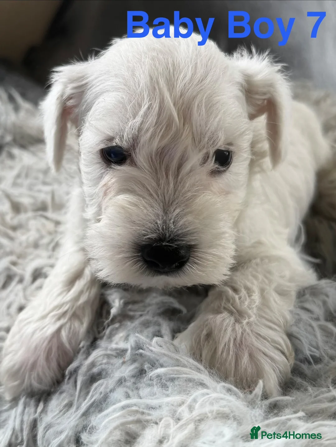 Miniature Schnauzer dogs for sale: Stunning Miniature Schnauzer Puppies - Advert 18
