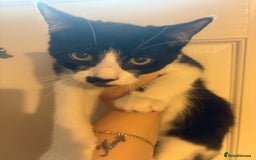 British Shorthair cats for sale: 2 gorgeous boys and one girl 🩷💙💙 - Image 3