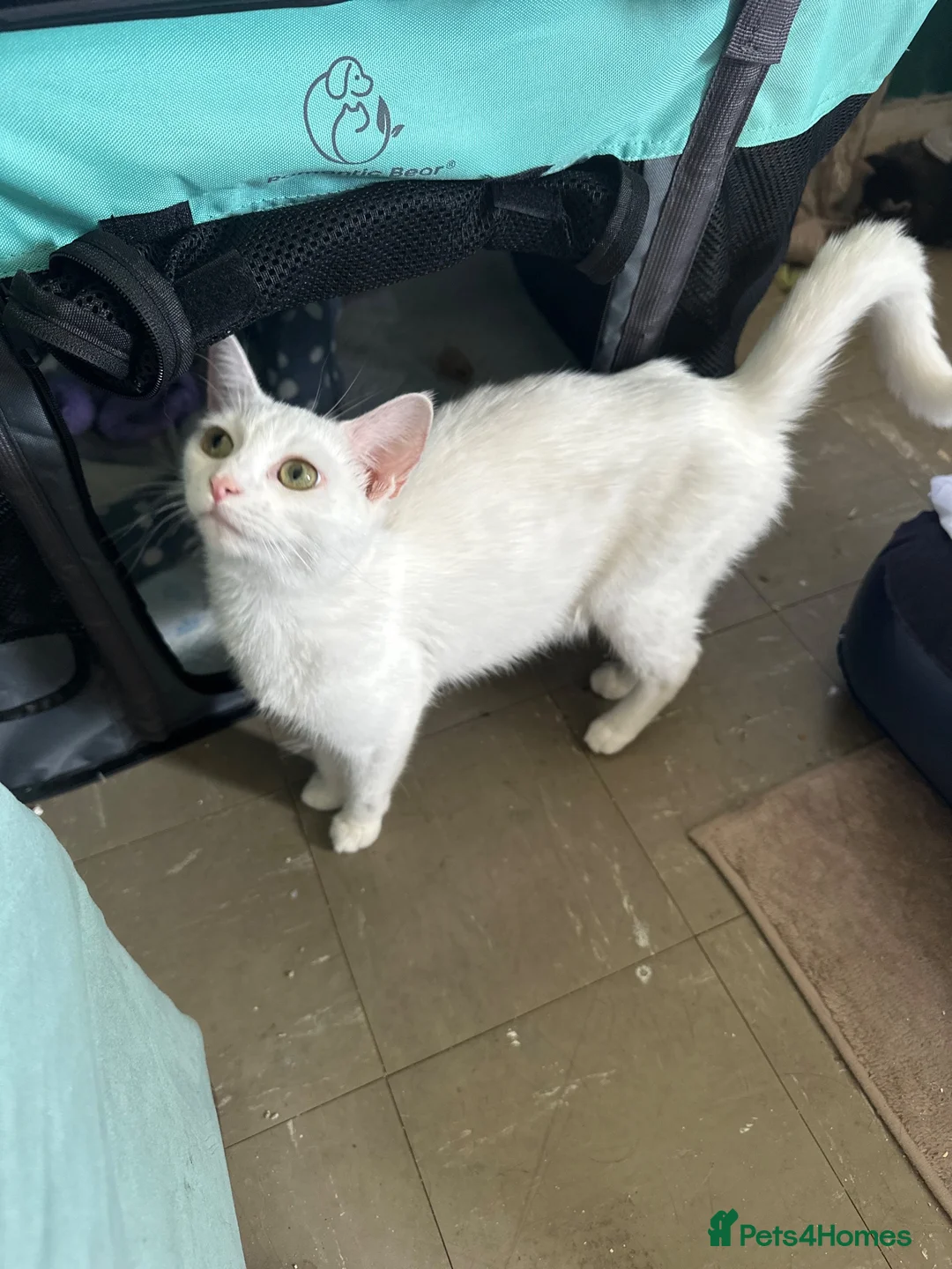 Mixed Breed cats for sale: Sweet Bonded Pair of Young Female Cats in Norwich - Advert 8