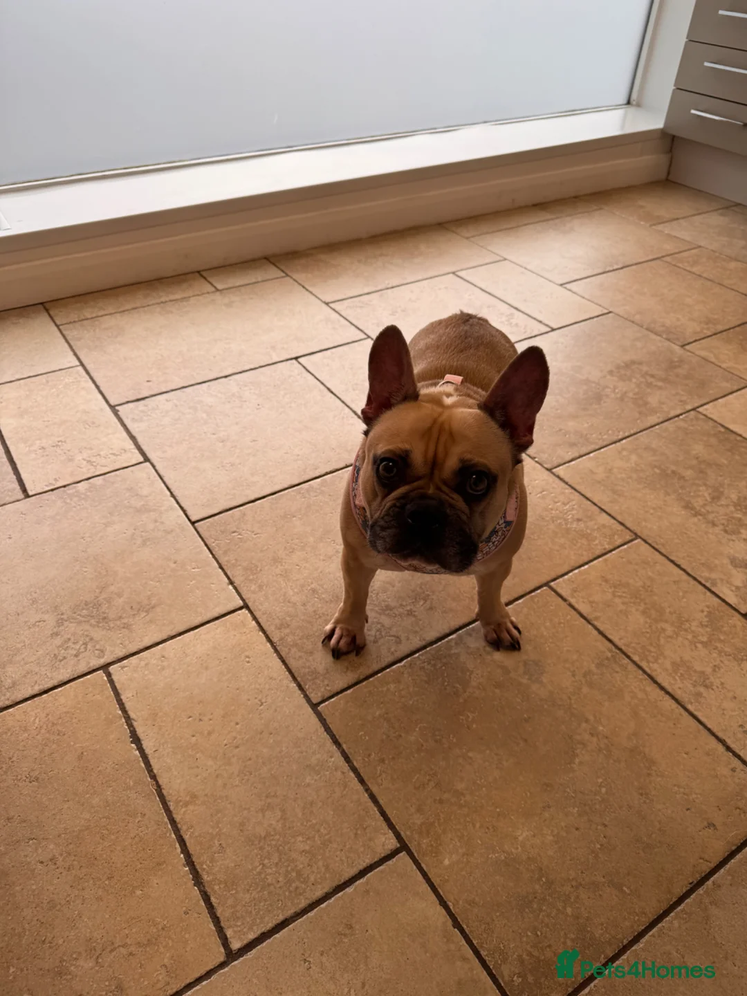 French Bulldog dogs for sale: French bulldog  in Woking - Advert 9