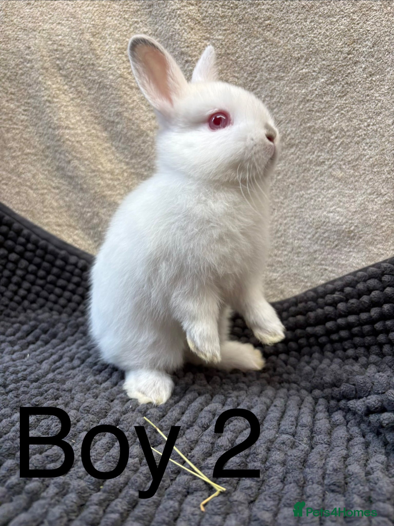 Netherland Dwarf rabbits Pure bred 1 friendly boy left  - Advert 3
