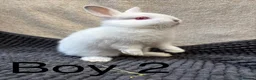 Netherland Dwarf rabbits for sale: Pure bred Netherland dwarfs  - Advert 4