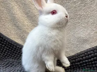 Netherland Dwarf rabbits Pure bred 1 friendly boy left - Advert 3