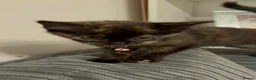 Mixed Breed cats for sale: 9 Week old girl Kitten  in Sunderland - Advert 5