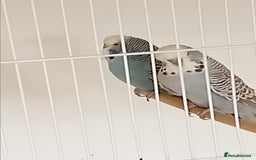 Budgerigars birds for sale: Budgies  - Image 19