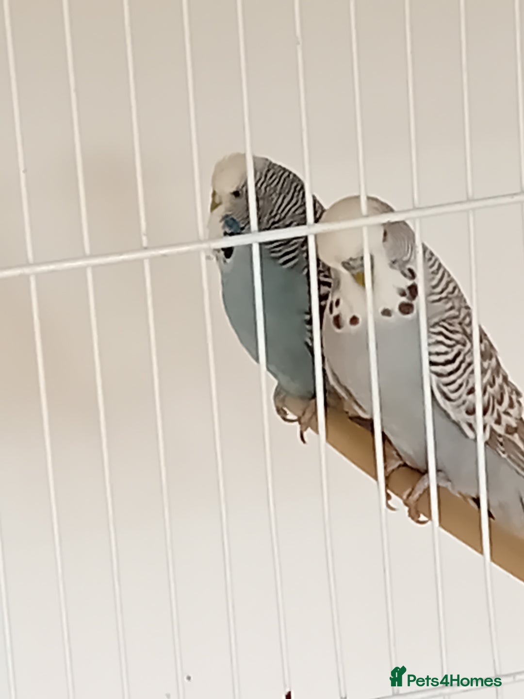 Budgerigars birds for sale: Budgies  - Image 19