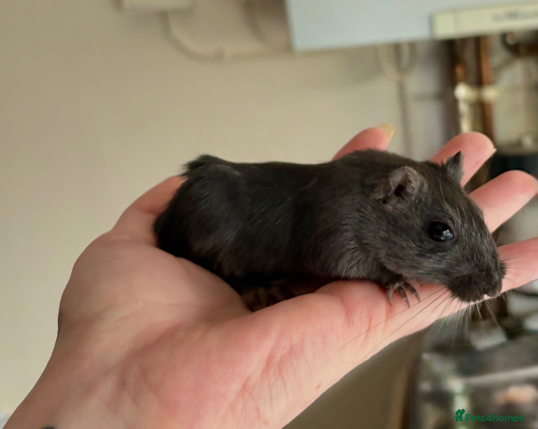 Gerbil rodents 2 female Mongolian Gerbils 10 weeks - Advert 1