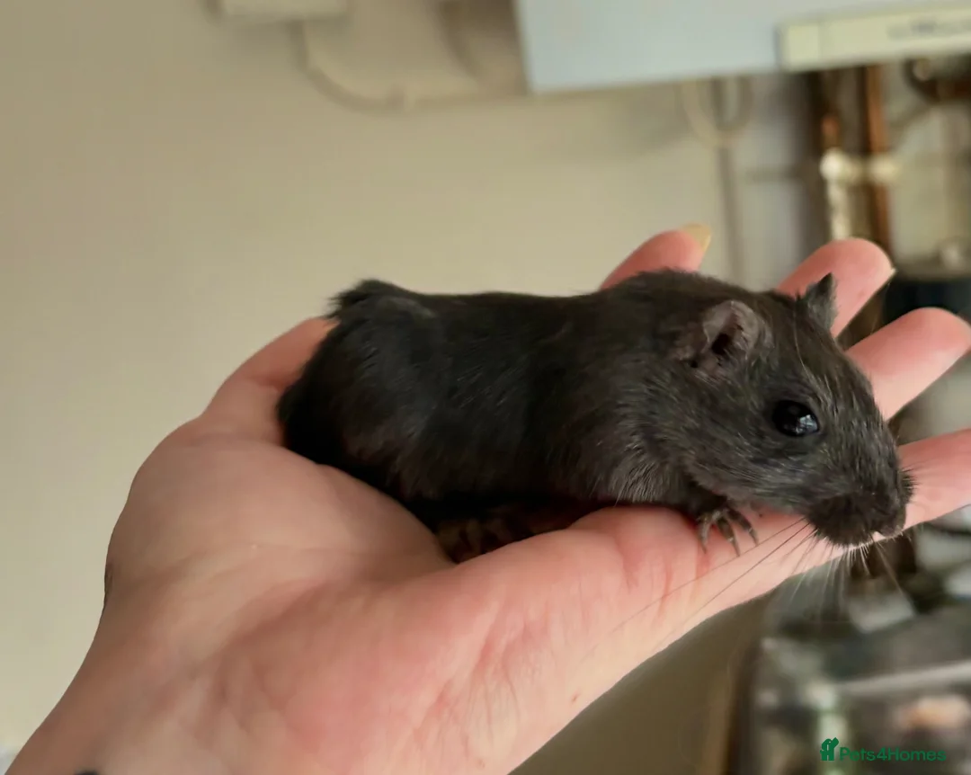 Gerbil rodents for sale: 2 female Mongolian Gerbils 10 weeks - Advert 1