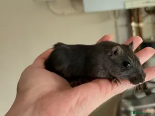 Gerbil rodents 2 female Mongolian Gerbils 10 weeks - Advert 2