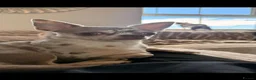 Chihuahua dogs for sale: Two chihuahua sisters for sale  - Advert 2