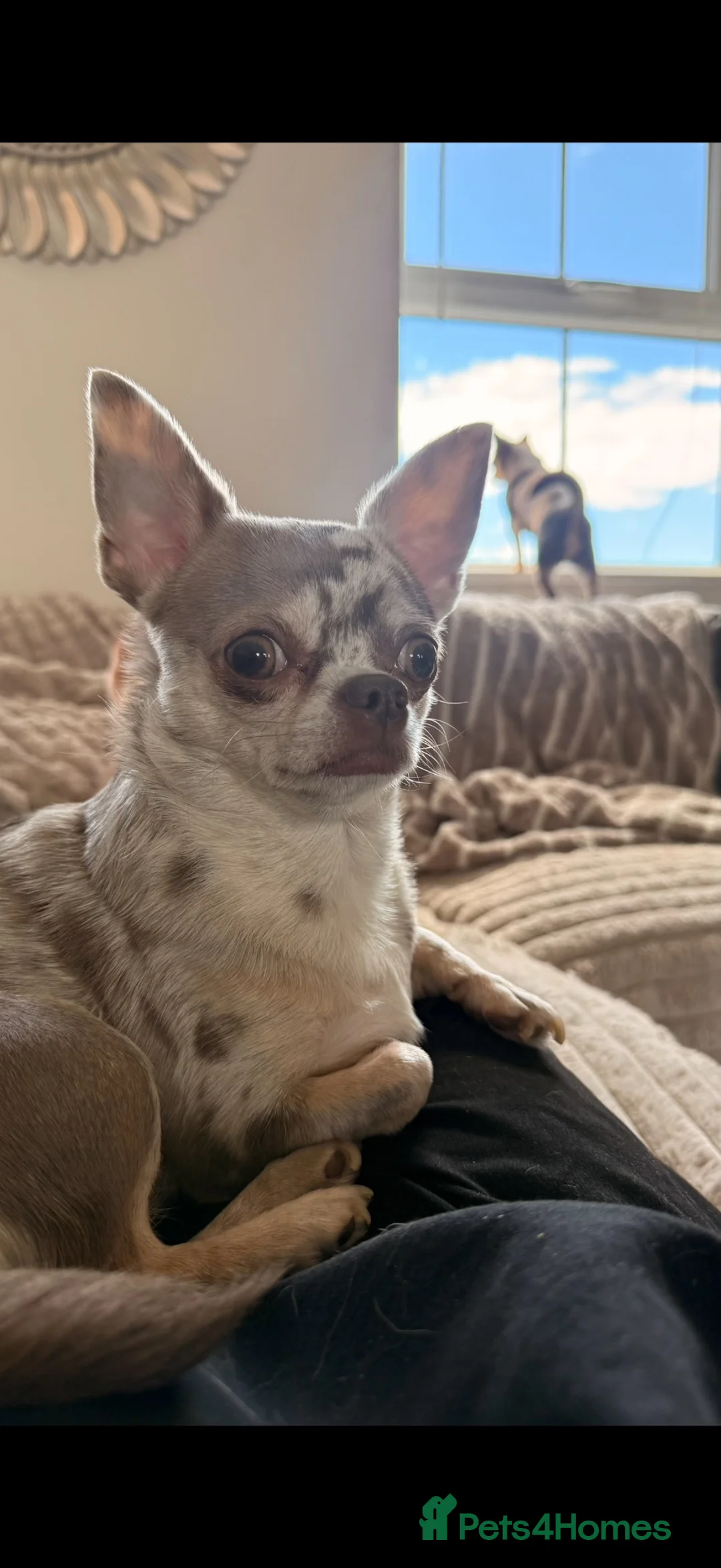 Chihuahua dogs for sale: Two chihuahua sisters for sale  - Advert 2