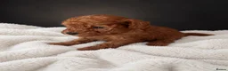 Toy Poodle dogs for sale: Red Toy Poodle 🐩  - Advert 3