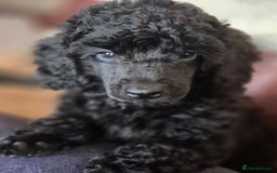 Miniature Poodle dogs for sale: Male Available  - Image 2