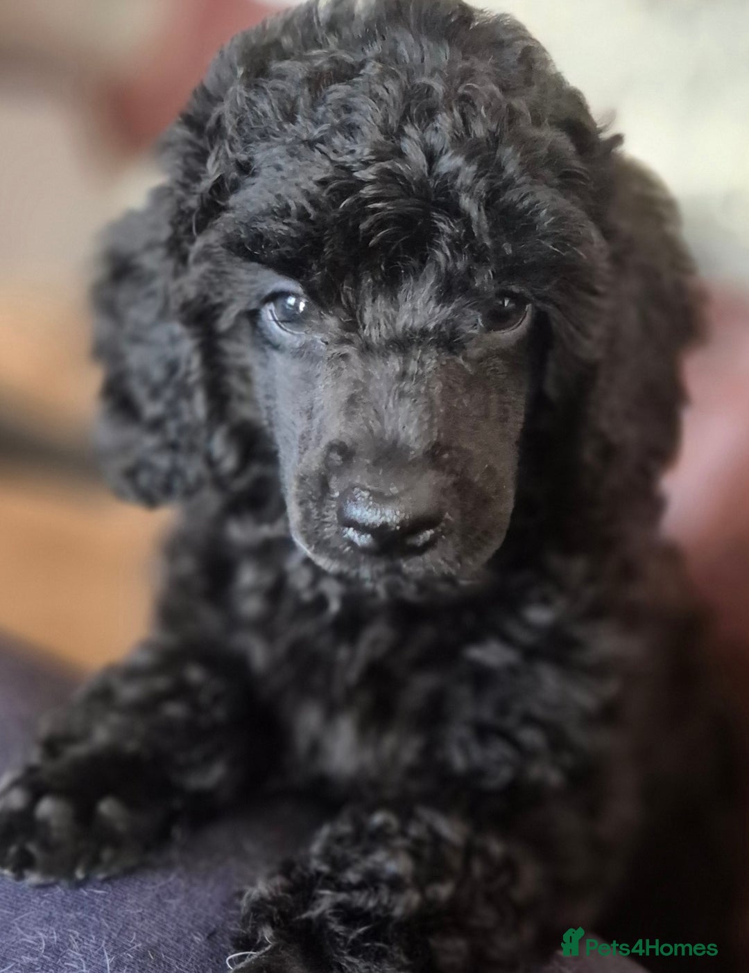 Miniature Poodle dogs for sale: Male Available  - Image 2