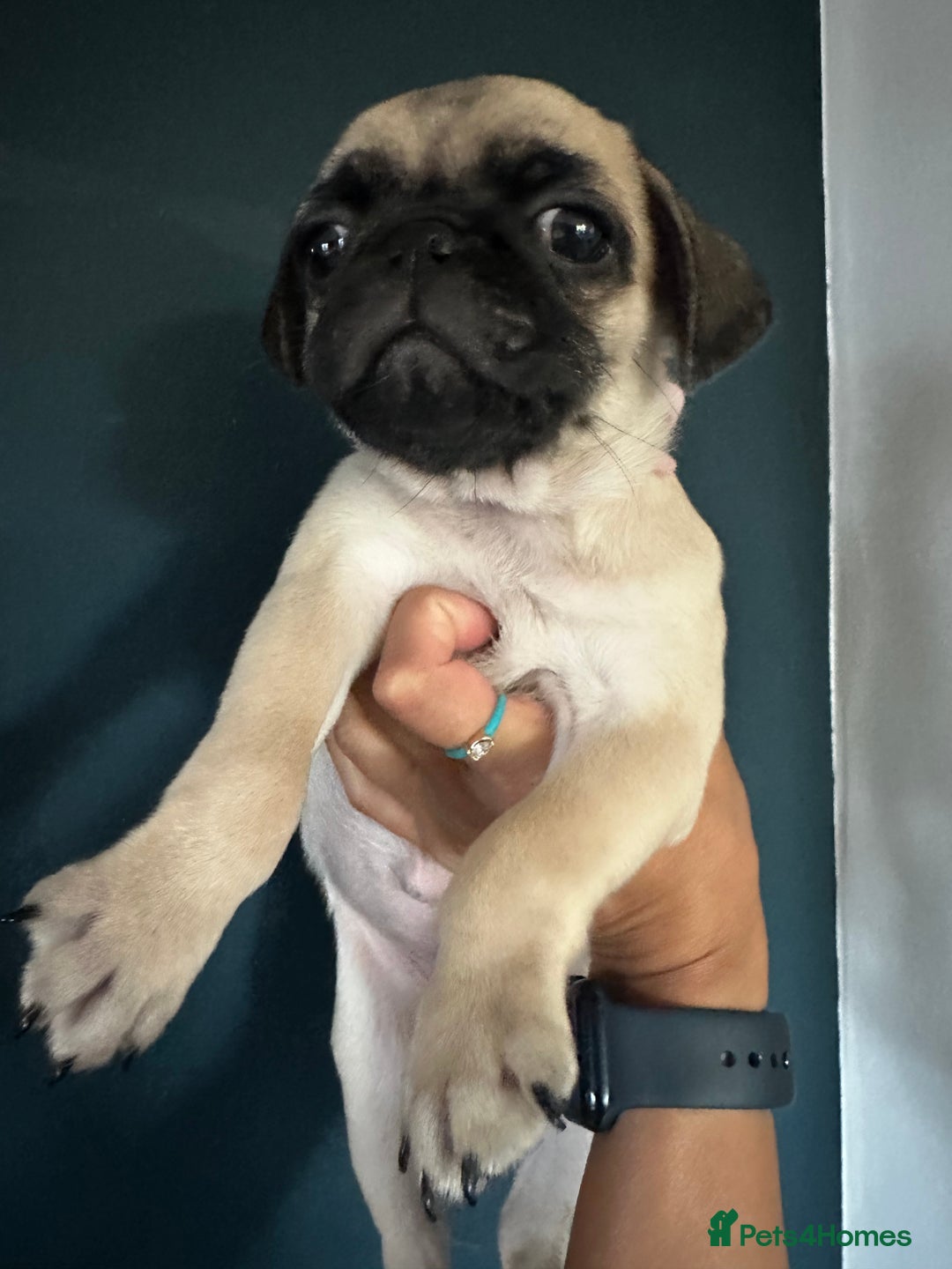 Pug dogs for sale: One cute pug puppies! £800 or best offer  - Image 15