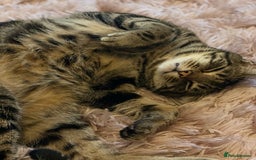 Domestic Shorthair cats for sale: Inseparable Duo need loving home - Image 6