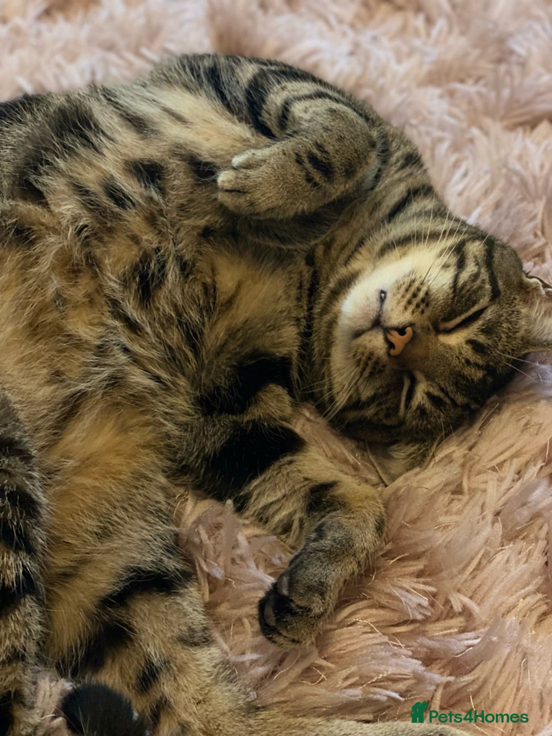 Domestic Shorthair cats for sale: Inseparable Duo need loving home - Image 6