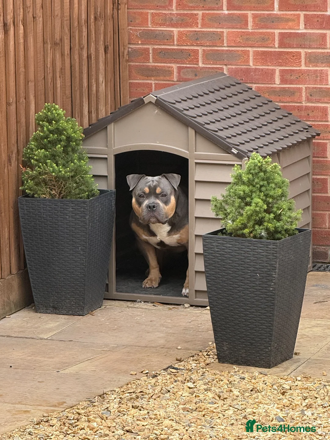 American Bully dogs for stud: Hulk–Stunning Pocket Bully STUD|ABKC Registered - Advert 2