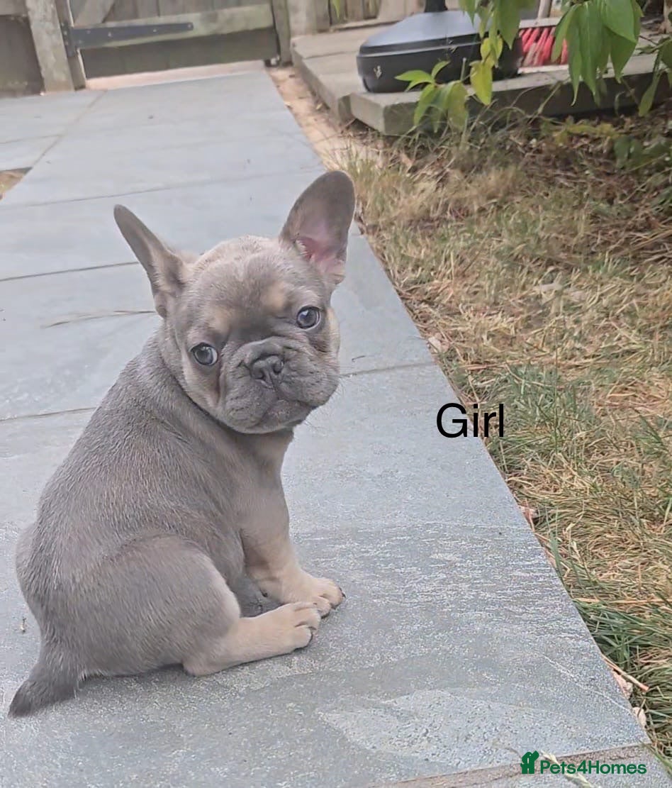 French Bulldog dogs Frenchie pups - Advert 1