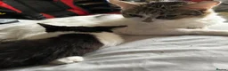 Mixed Breed cats for sale: 4 beautiful Kittens  - Advert 5