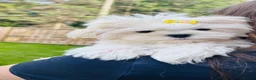Maltese dogs for sale: 🏆KC🏆Ready Now 🧸Korean Maltese boy 💎 - Advert 3