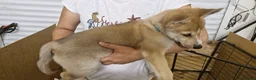 Siberian Husky dogs for sale: 5 Boys & 2 Girls Siberian Huskies – b. 21/5/26 - Advert 16