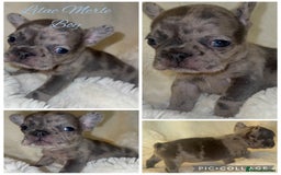 French Bulldog dogs for sale: Lilac blue eyed litter of 6. DWKC registered  - Image 11