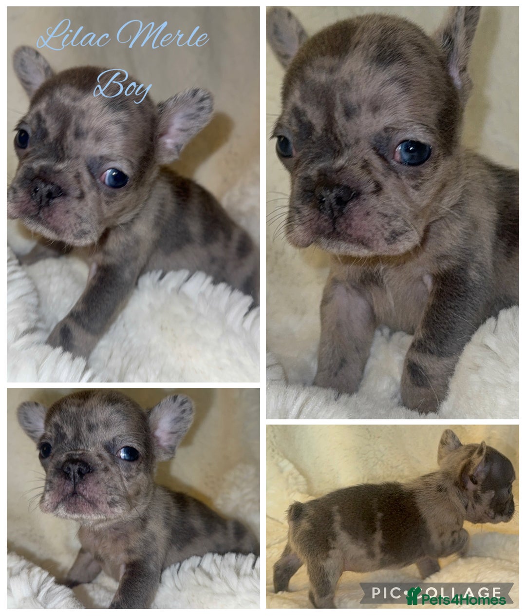 French Bulldog dogs for sale: Lilac blue eyed litter of 6. DWKC registered  - Image 11