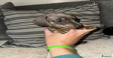Dachshund dogs - Advert 10