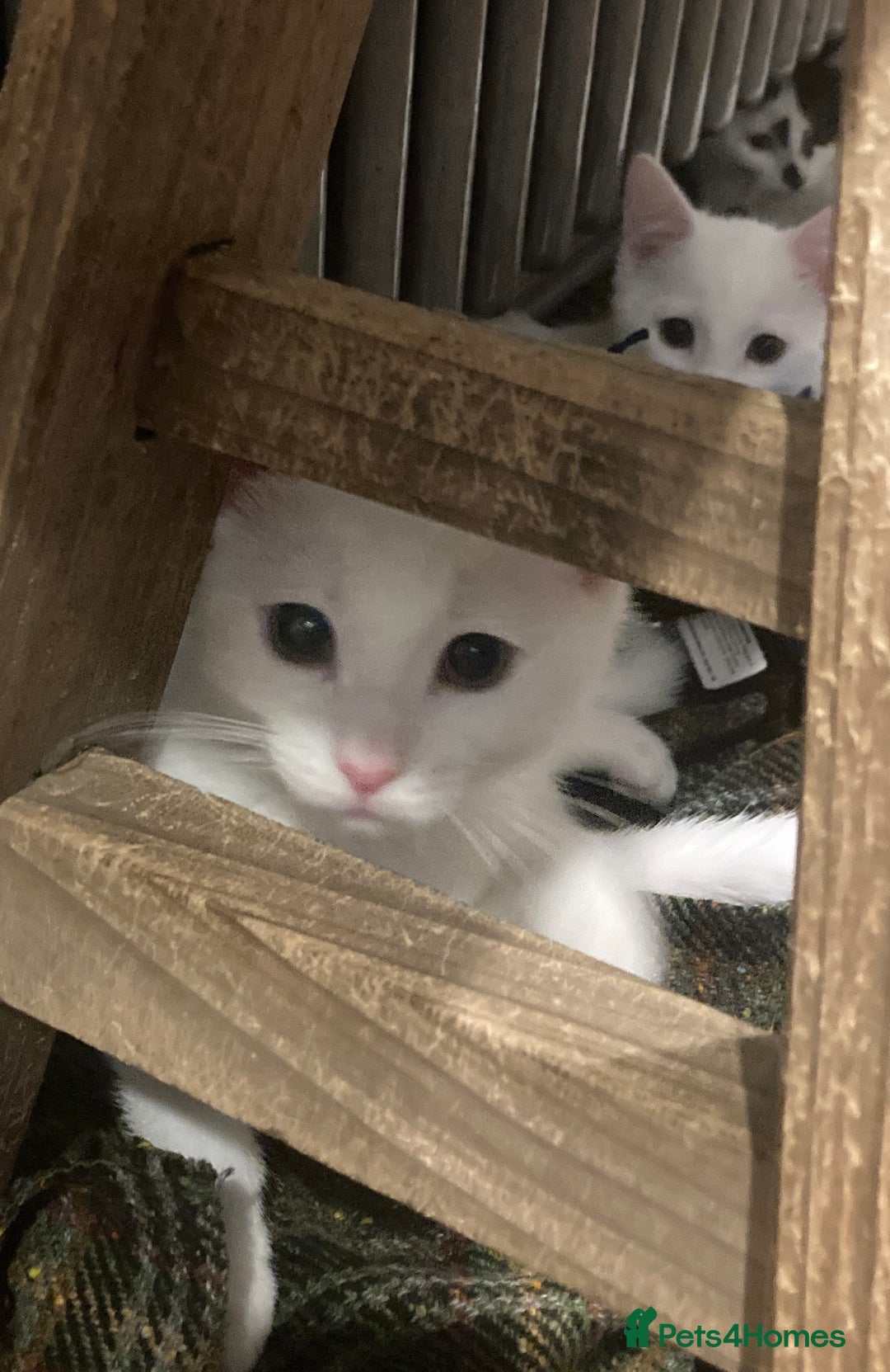 Turkish Van cats for sale: Gorgeous Turkish Van Kittens - Advert 10