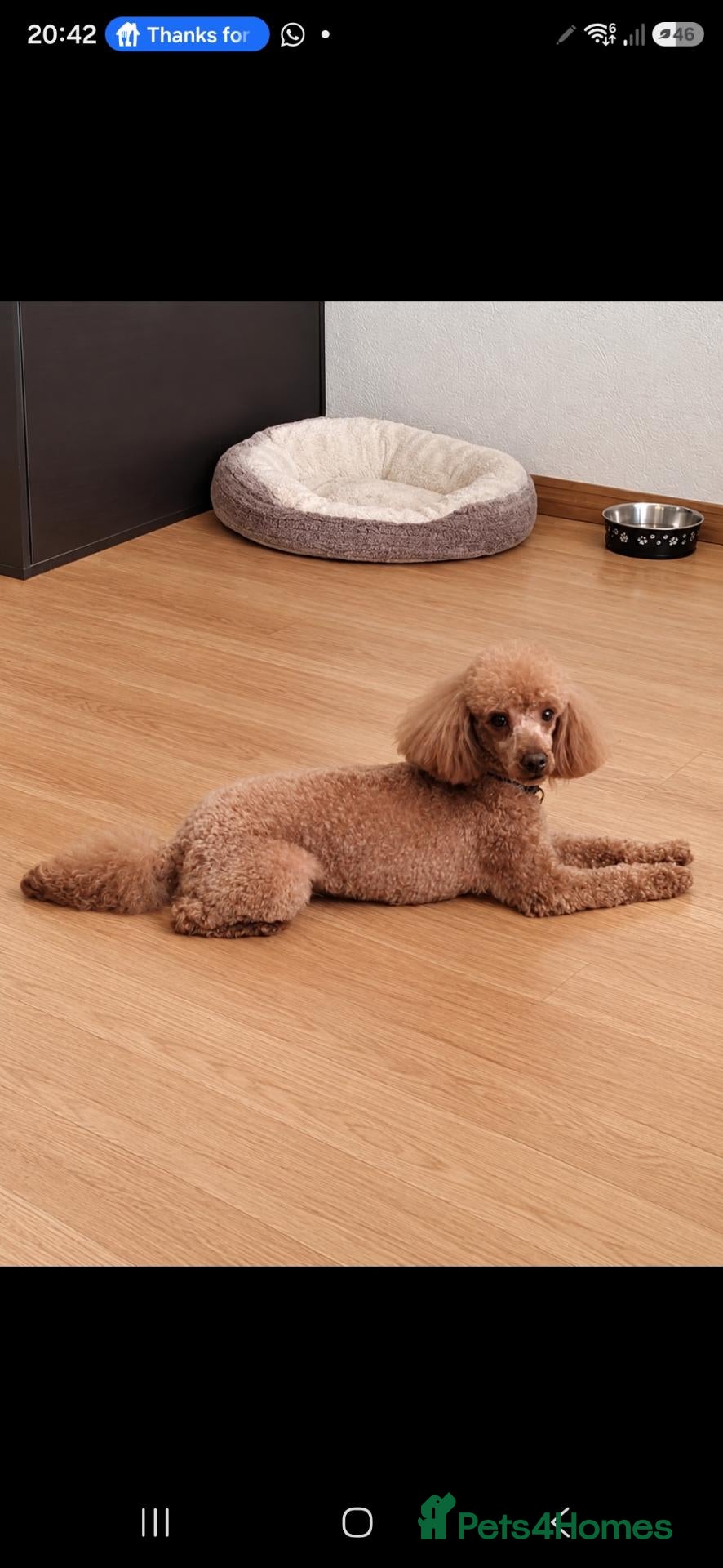 Cavalier King Charles Spaniel dogs Stunning Cavapoos  - Advert 2