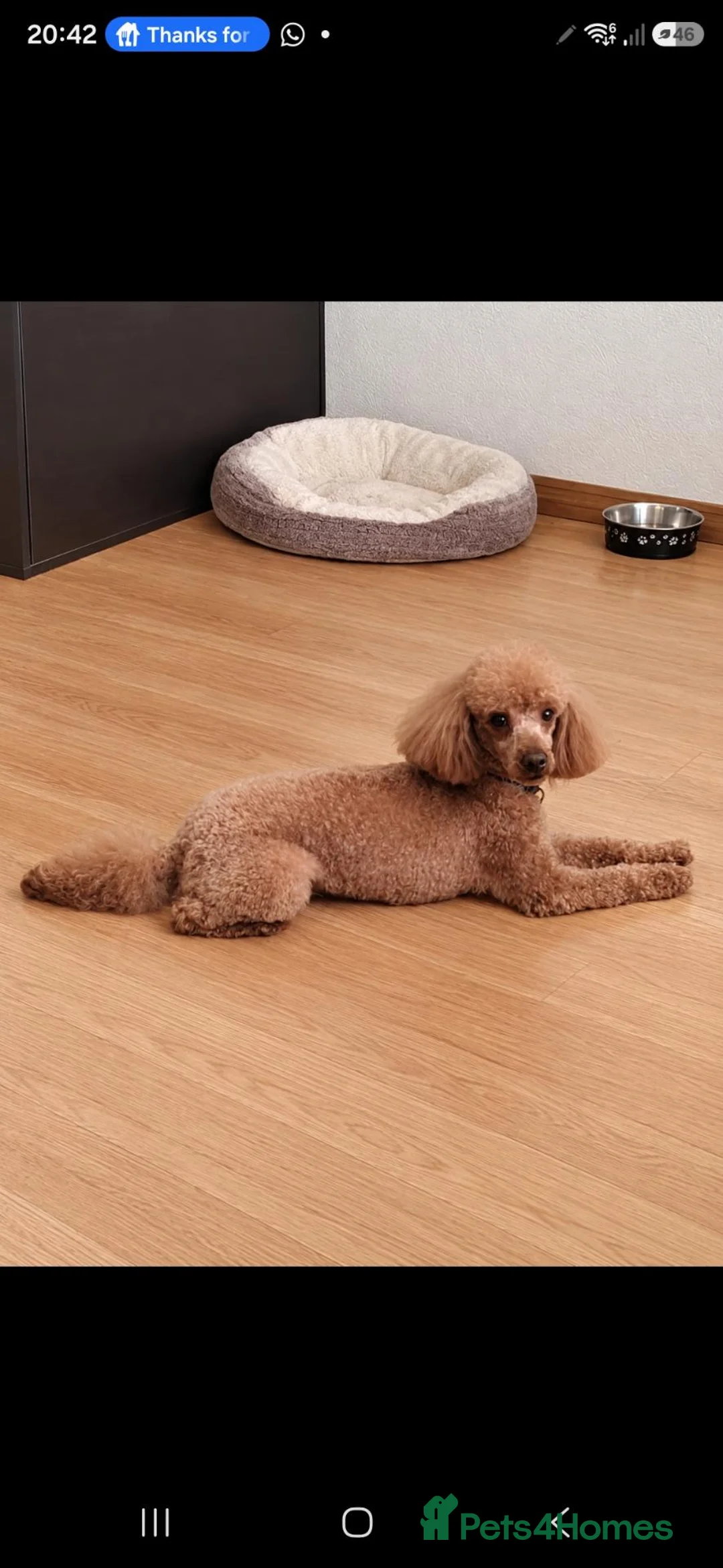 Cavalier King Charles Spaniel dogs for sale: Stunning Cavapoos  - Advert 2