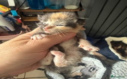 British Shorthair cats for sale: 1 left girl kittens ready oct super cute  - Image 3