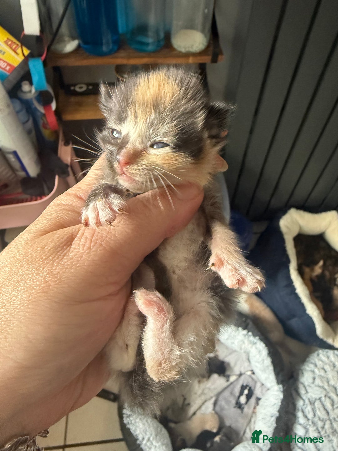 British Shorthair cats for sale: 1 left girl kittens ready oct super cute  - Image 3