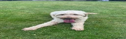 Mini Goldendoodle dogs for sale: Miniature Golden Doodle - Advert 6